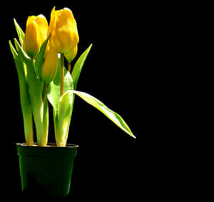 Yellow Tulipsin Pot Silhouette PNG image with transparent background