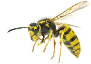 Yellow Wasp Side View PNG