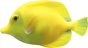 Yellow Zebrasomatang Fish Png Clipart - Fish Png, Transparent Png PNG image with transparent background