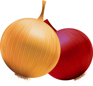 Onion And Red Onion Png Clipart - Onion Clipart Png, Transparent Png PNG image with transparent background