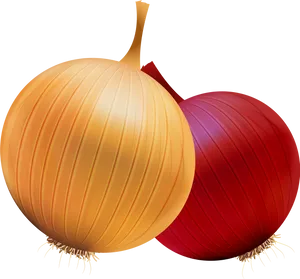 Yellowand Red Onions Illustration PNG Image