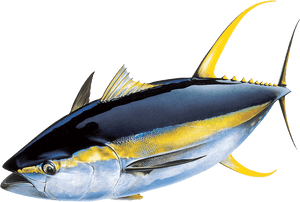 Yellowfin Tuna Png, Transparent Png PNG