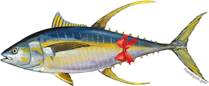 Tunabow - Pacific Yellowfin Tuna, HD Png Download PNG