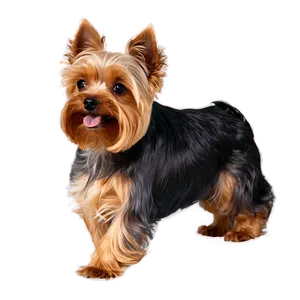 Yorkie Jumping Png Lln48 PNG Image