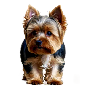 Yorkie On Walk Png 06242024 PNG Image