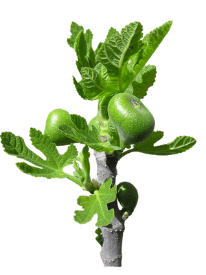 Young Fig Tree Branchwith Fruit PNG