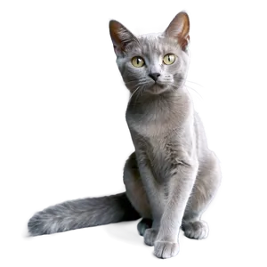 Young Grey Cat Png 96 PNG Image