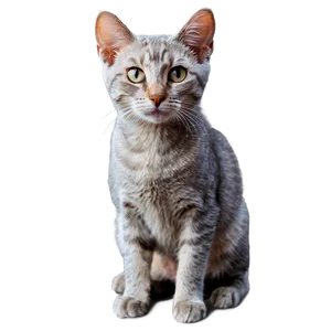 Young Grey Cat Png Nls15 PNG Image