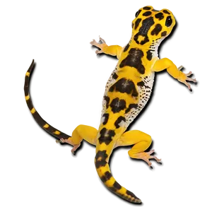 Young Leopard Gecko Png Ldw PNG Image