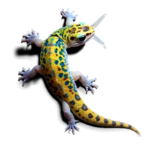 Young Leopard Gecko Png Wqr PNG Image