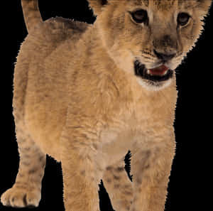 Young Lion Cub Portrait PNG image with transparent background