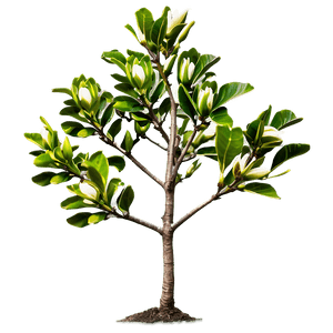 Young Magnolia Tree Growing PNG xlb39 PNG