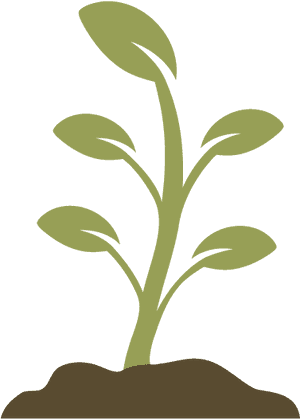 Young Plant Growing Illustration PNG image with transparent background