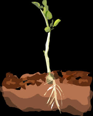 Transparent Small Plant Png - Plants In Soil Clipart, Png Download PNG image with transparent background