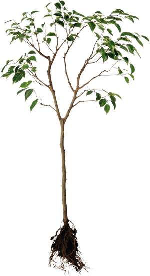 Tree Png Image - Forgive Is To Set A Prisoner Free U, Transparent Png PNG