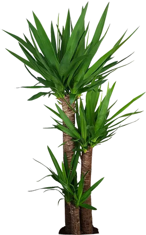 Yucca Elephantipes Indoor Plant.png PNG Image