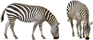 Zebra, Africa, Striped, Animals, Safari, Nature, Zoo - Zebra No Background, HD Png Download PNG image with transparent background