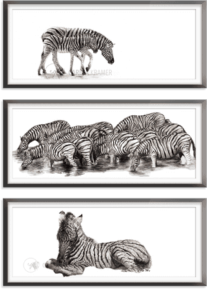 Zebra Collection - Zebra - Zebra, HD Png Download PNG image with transparent background