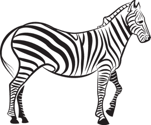 Zebra Euclidean Vector Illustration - Vector Zebra, HD Png Download PNG image with transparent background