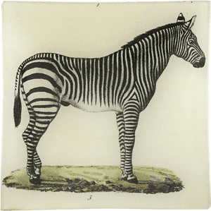 Zebra, HD Png Download PNG image with transparent background