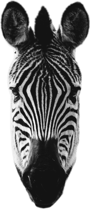 #zebra #head #zebrahead - Zebra, HD Png Download PNG image with transparent background