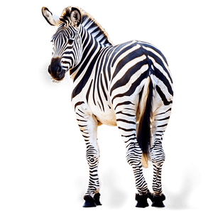 Zebra Herd Safari PNG gnm91 PNG with transparent background