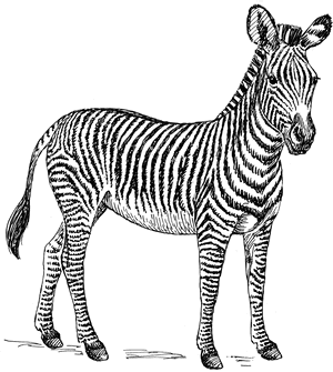 Zebra Png High-quality Image - Zebra Clipart Free, Transparent Png PNG image with transparent background