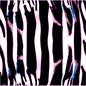 Zebra Print PNG xnf PNG with transparent background