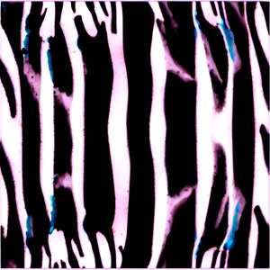 Zebra Print Png Xnf PNG Image