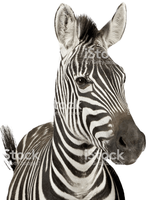 Zebra With Bubble Gum, HD Png Download PNG image with transparent background