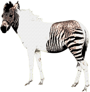 Zebra Without Stripes Png, Transparent Png PNG image with transparent background