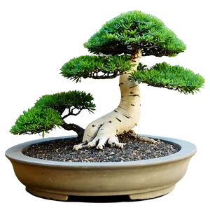 Zen Garden Bonsai Tree Png 93 PNG Image