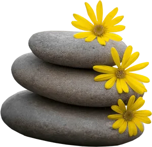 Zen Stones Yellow Flowers Balance PNG Image