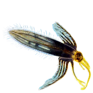 Zooplankton Adaptations Png 06292024 PNG Image