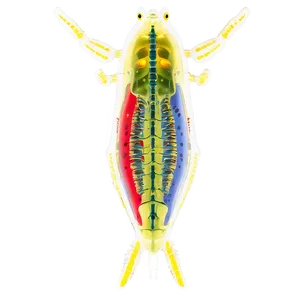 Zooplankton Anatomy Png Cvj PNG Image