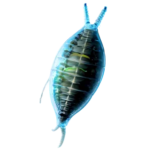 Zooplankton Eating Plastic Png Aai PNG Image