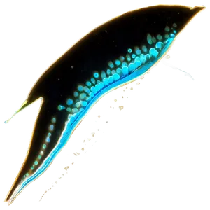 Zooplankton In Bioluminescence Png 66 PNG Image