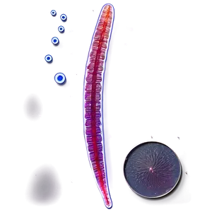 Zooplankton In Water Sample Png 24 PNG Image