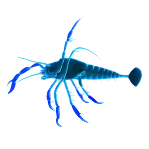 Zooplankton Silhouette Png Txe71 PNG Image