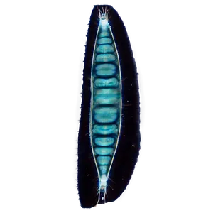 Zooplankton Under Dark Field Microscopy Png Xto5 PNG Image